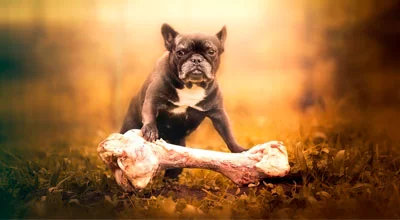 Могут ли собаки есть кости?