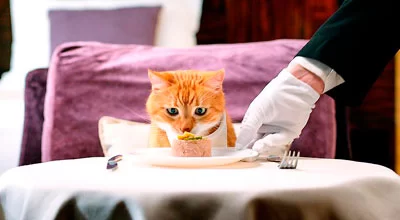 Чем кормить котенка?