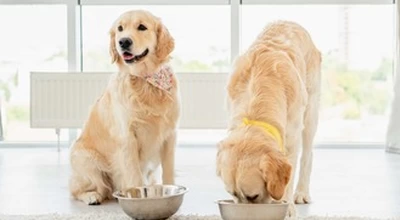 Кормление беременной собаки