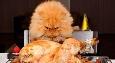 Идеальная диета для кошки