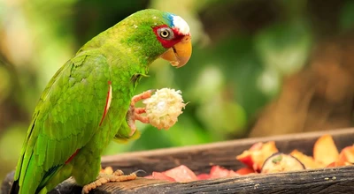 Питание для попугаев