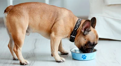 8 причин, почему костный бульон является супер продуктом, который нужен вашей собаке