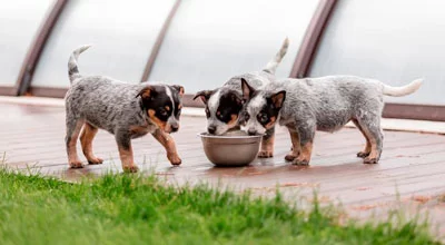 Могут ли собаки пить молоко?