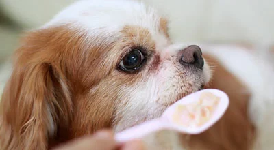 Могут ли собаки есть овсянку?