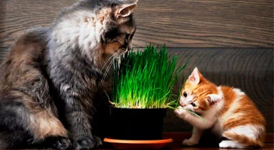 Пищевые потребности вашей кошки: основы