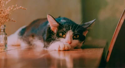 Как оставить кошку одну дома на неделю