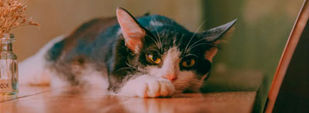 Як залишити кішку одну вдома на тиждень