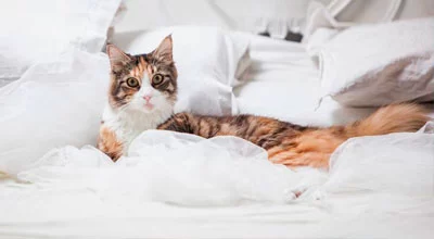 Почему ваша кошка мочится в постель