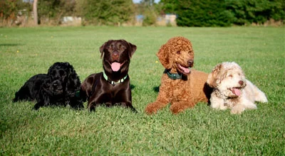 Масти собак