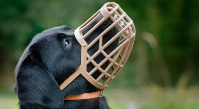 Намордник для собак