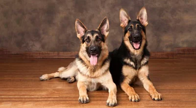 Десять лучших пород 1920-х годов