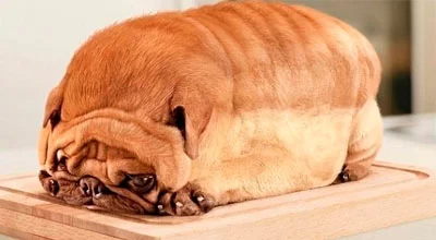 Ожирение у собак