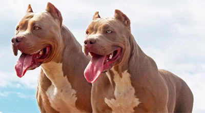 5 фактов о собаках породы питбуль