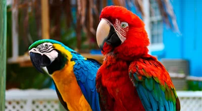5 удивительных фактов о попугаях