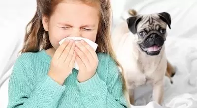 Животные, которые не вызывают аллергию