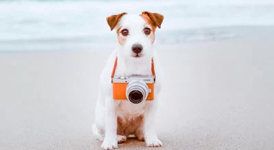 Как сделать лучшие фотографии вашей собаки