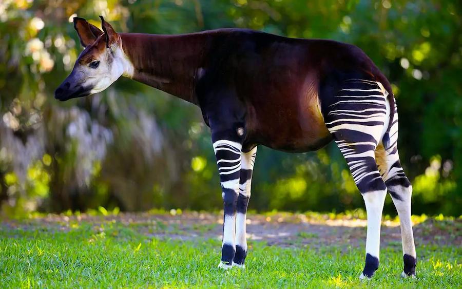 6 найрідкісніших тварин