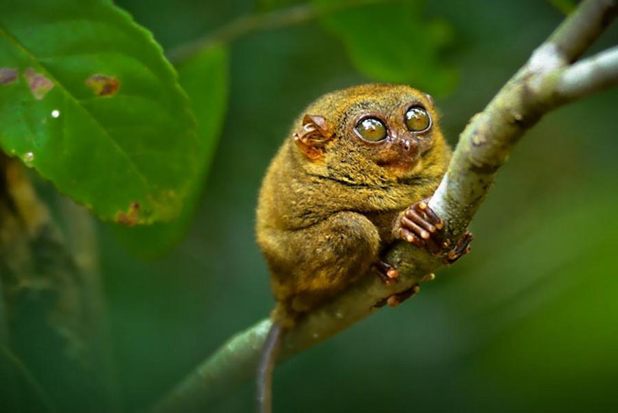 6 найрідкісніших тварин