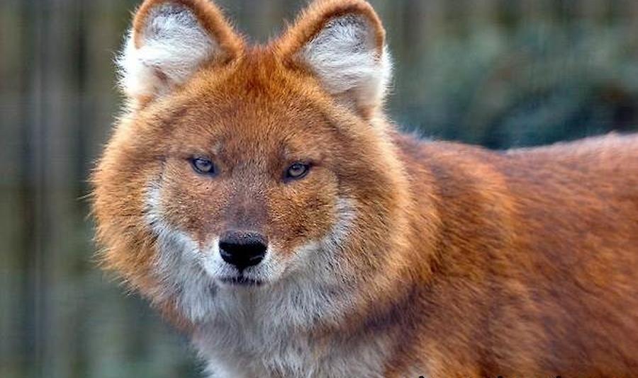 6 найрідкісніших тварин