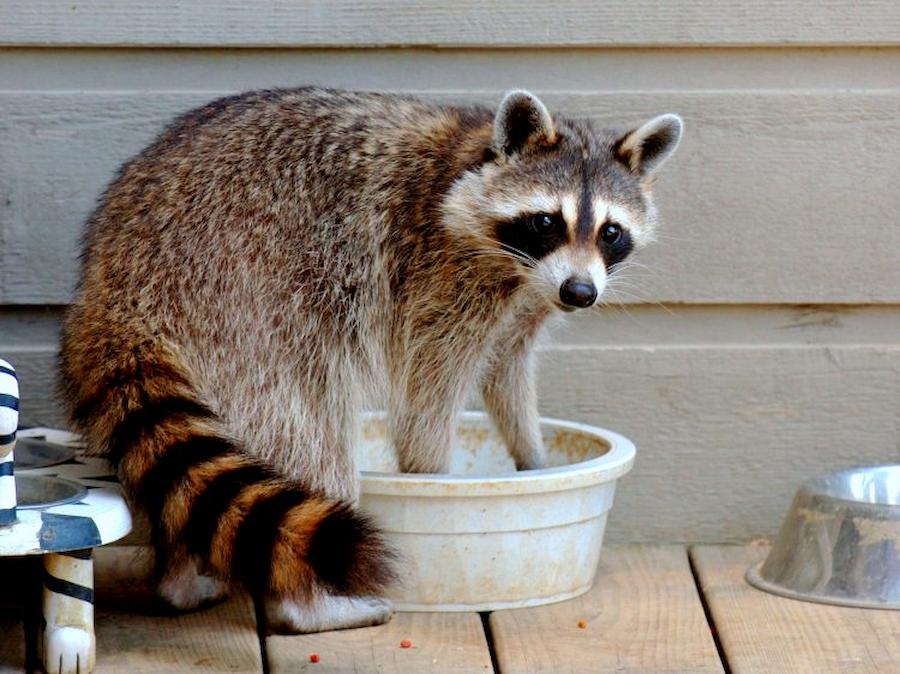 єнот в квартирі