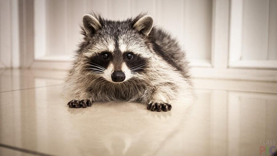 єнот в квартирі