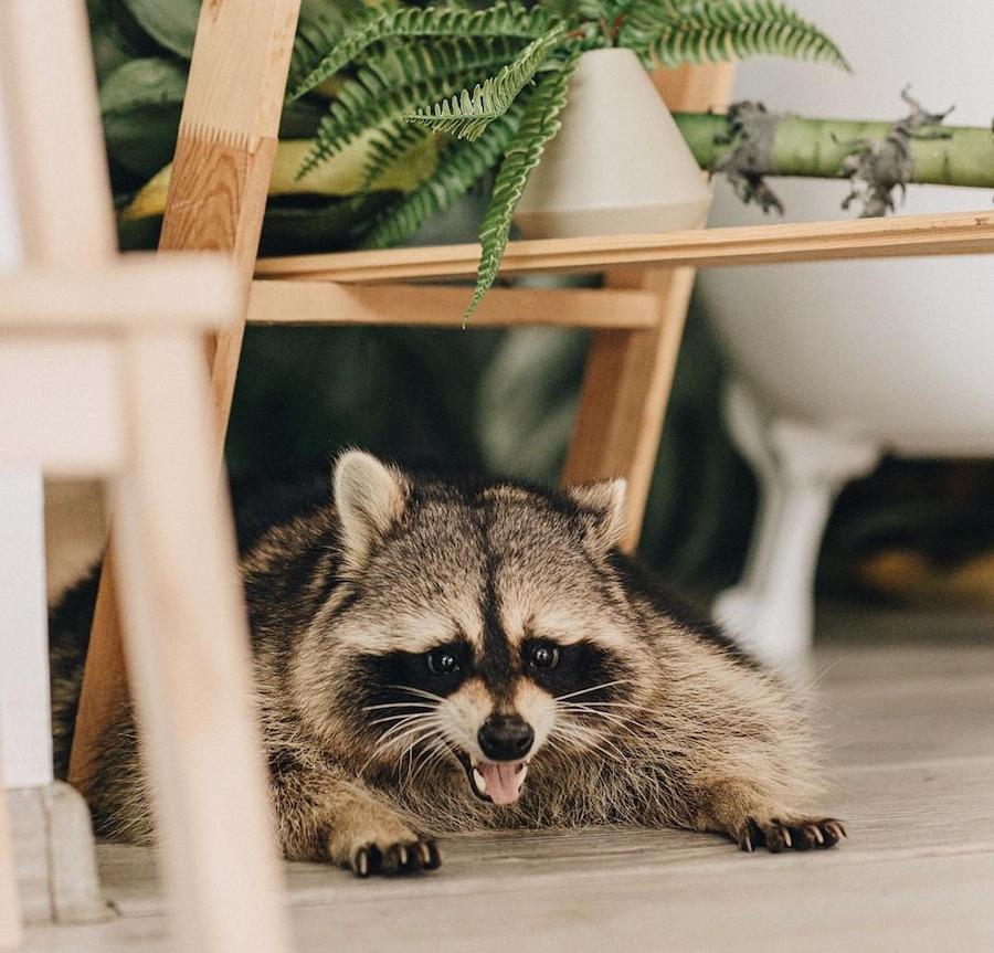 єнот в квартирі