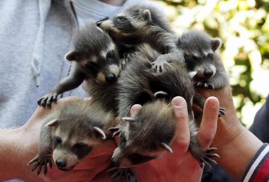 єнот в квартирі