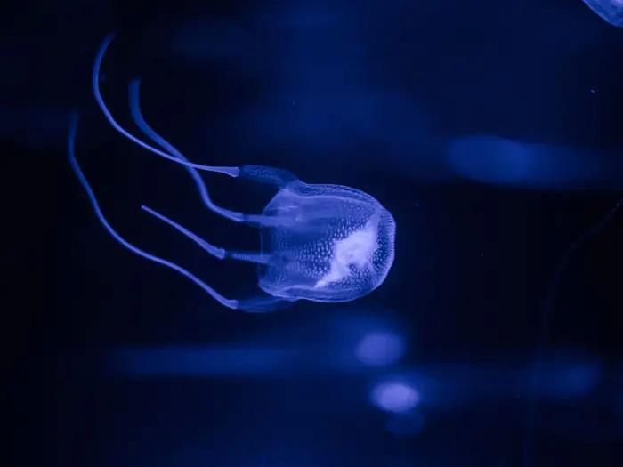 світовий рекорд, встановлений тваринами