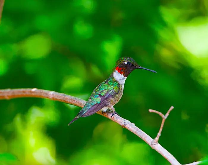 світовий рекорд, встановлений тваринами