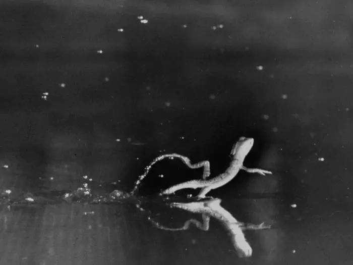 світовий рекорд, встановлений тваринами