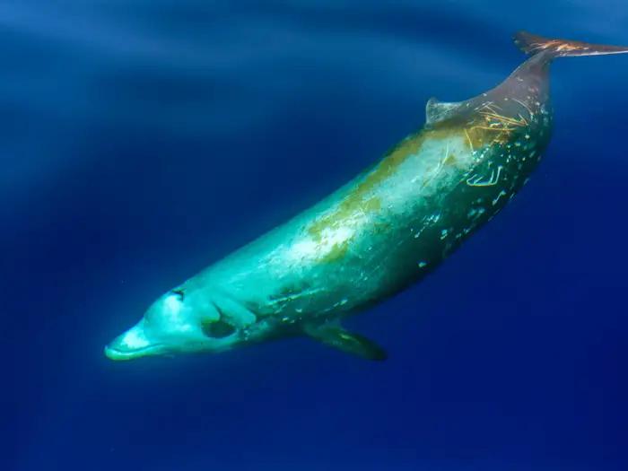 світовий рекорд, встановлений тваринами