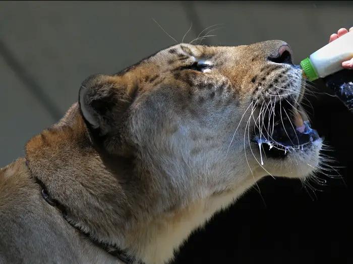 світовий рекорд, встановлений тваринами