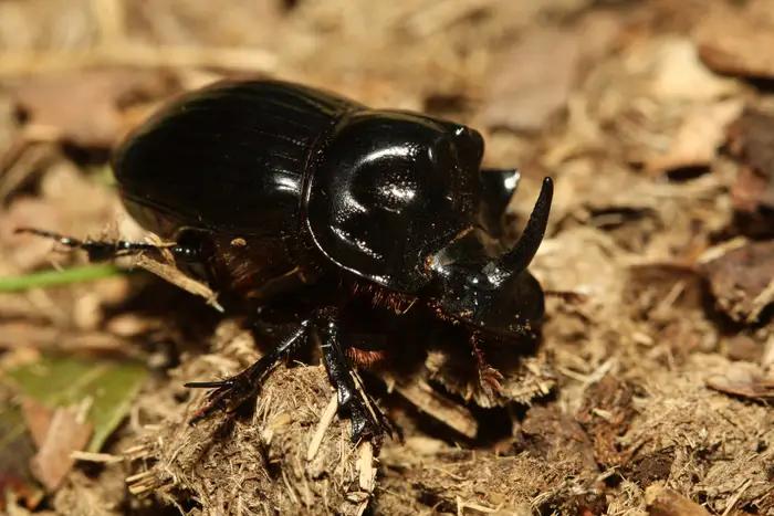 світовий рекорд, встановлений тваринами