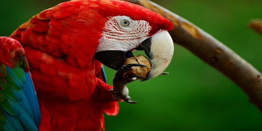 факти про папугу червоний ара