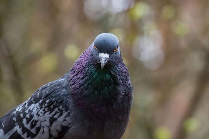  форми поведінки тварин