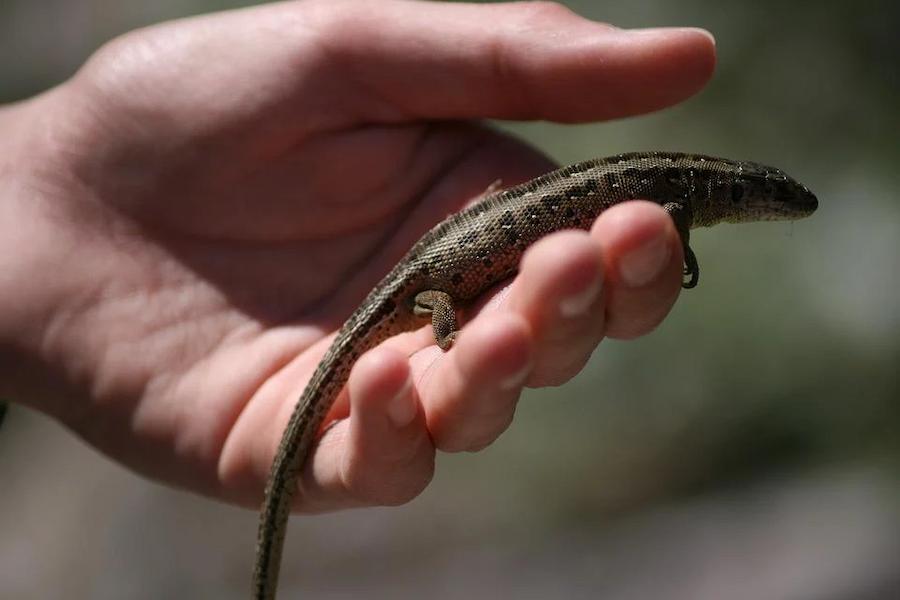 факти про тварин