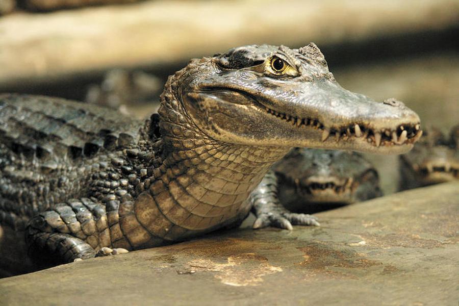 факти про каймана