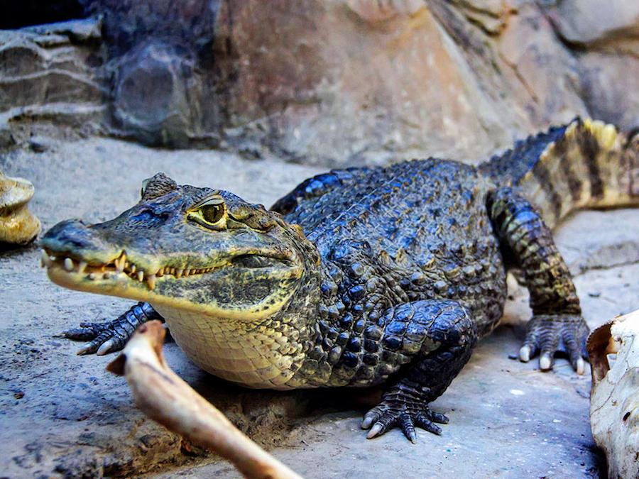 факти про каймана