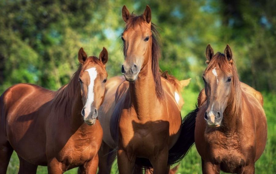 факти про конів