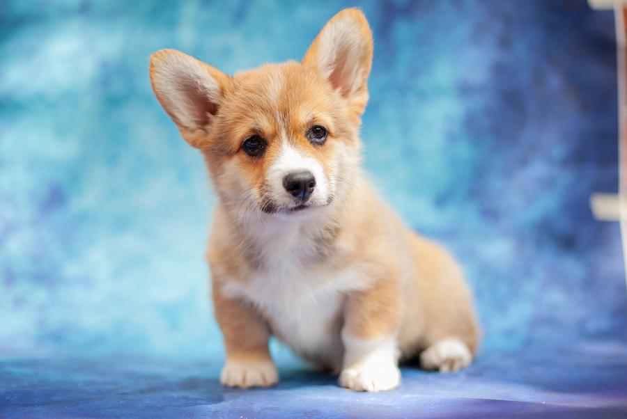 факти про коргі