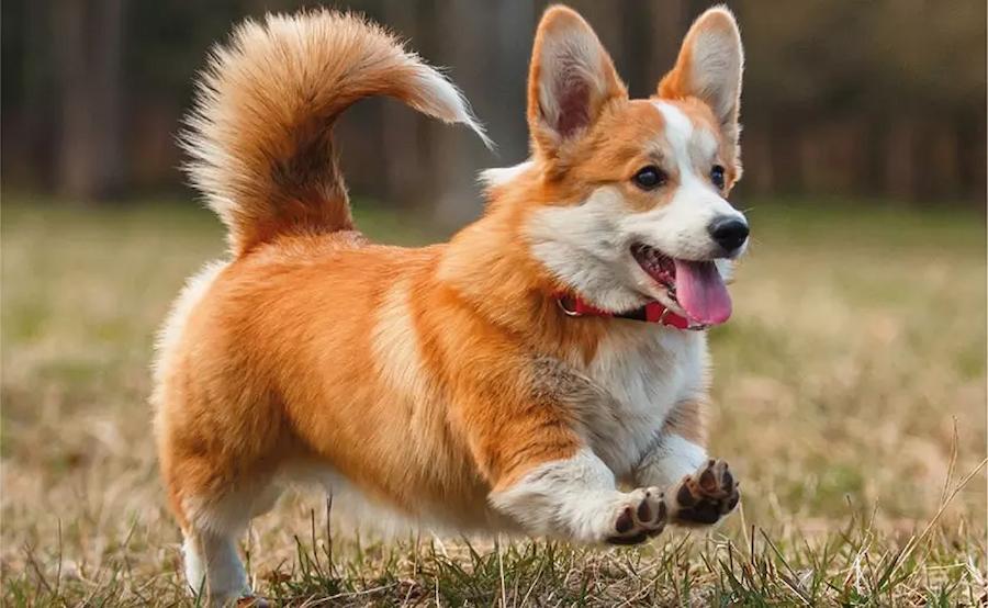 факти про коргі