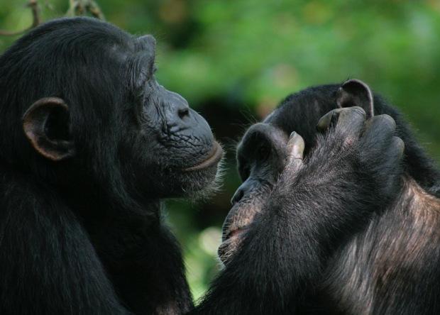  форми поведінки тварин