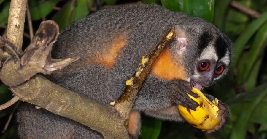 найменші мавпочки