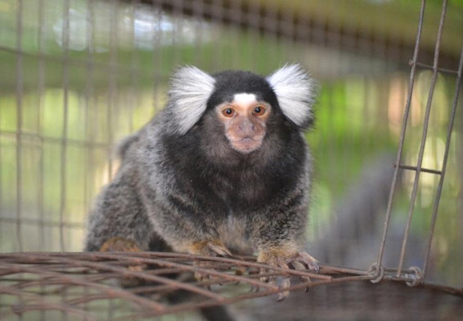 найменші мавпочки