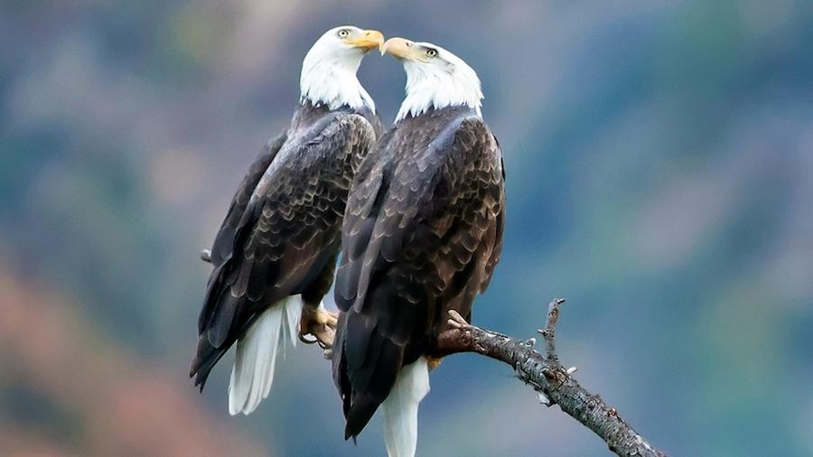 факти про орланів