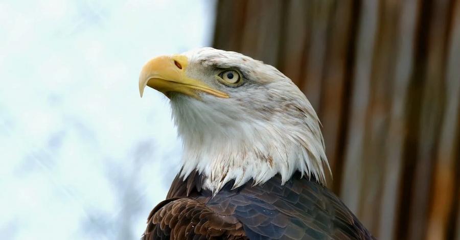 факти про орланів