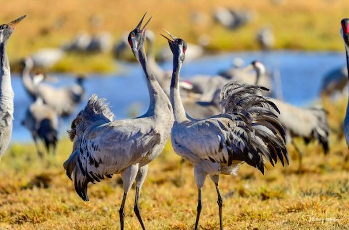  форми поведінки тварин