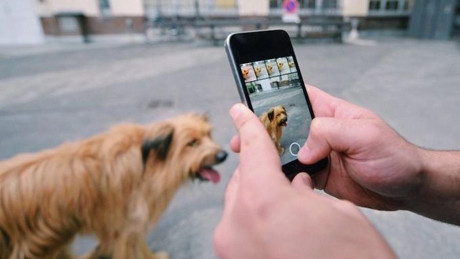 як сфоткати собаку