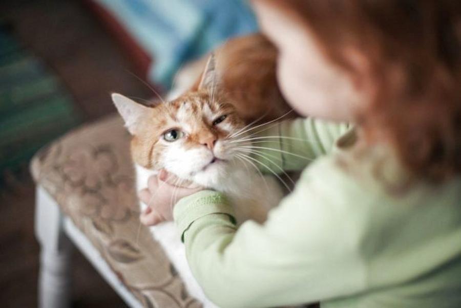 коти та діти