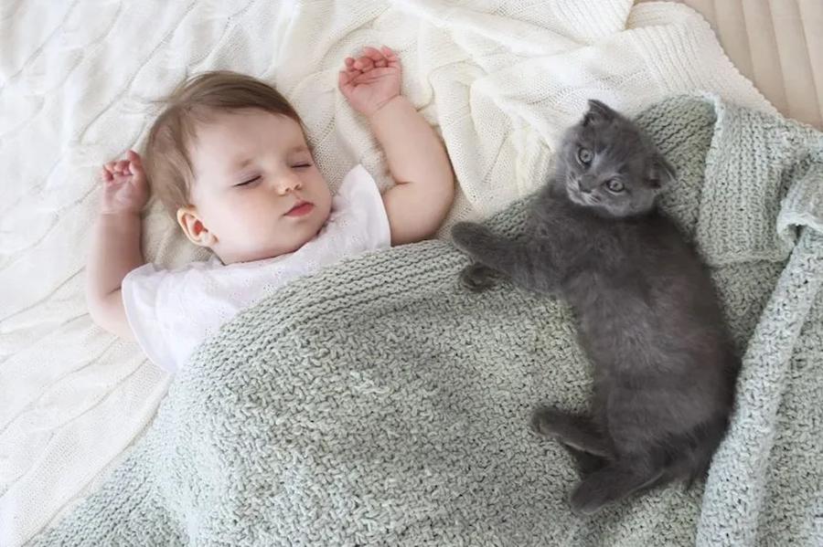 коти та діти